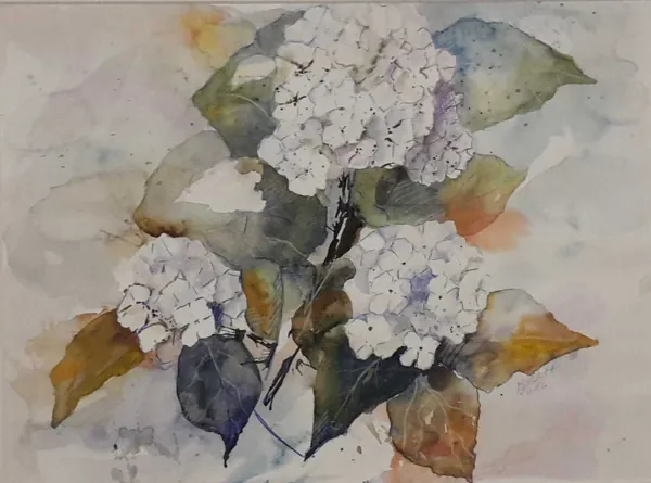 Gartenhortensien